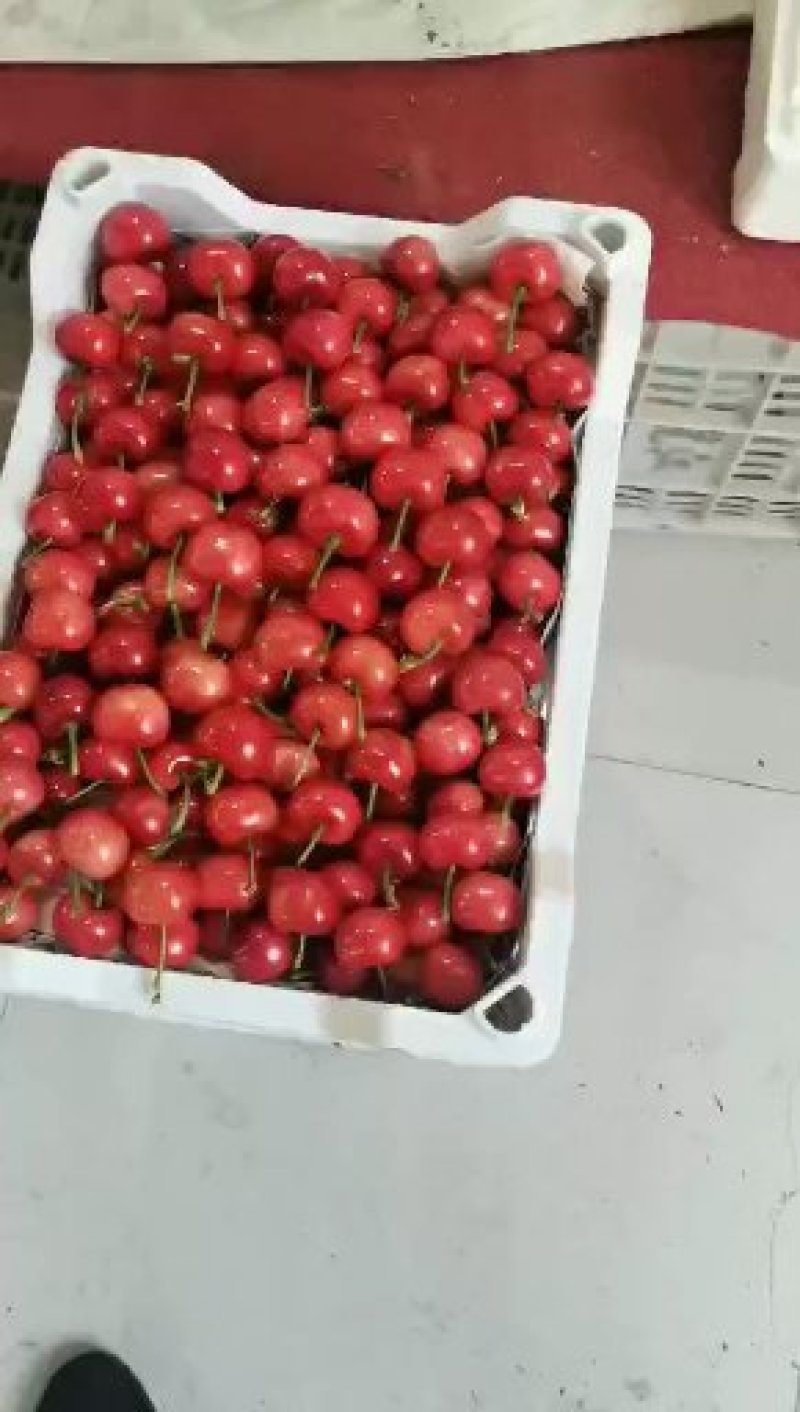山东潍坊市临朐大樱桃大量上市硬度高，表光口感好