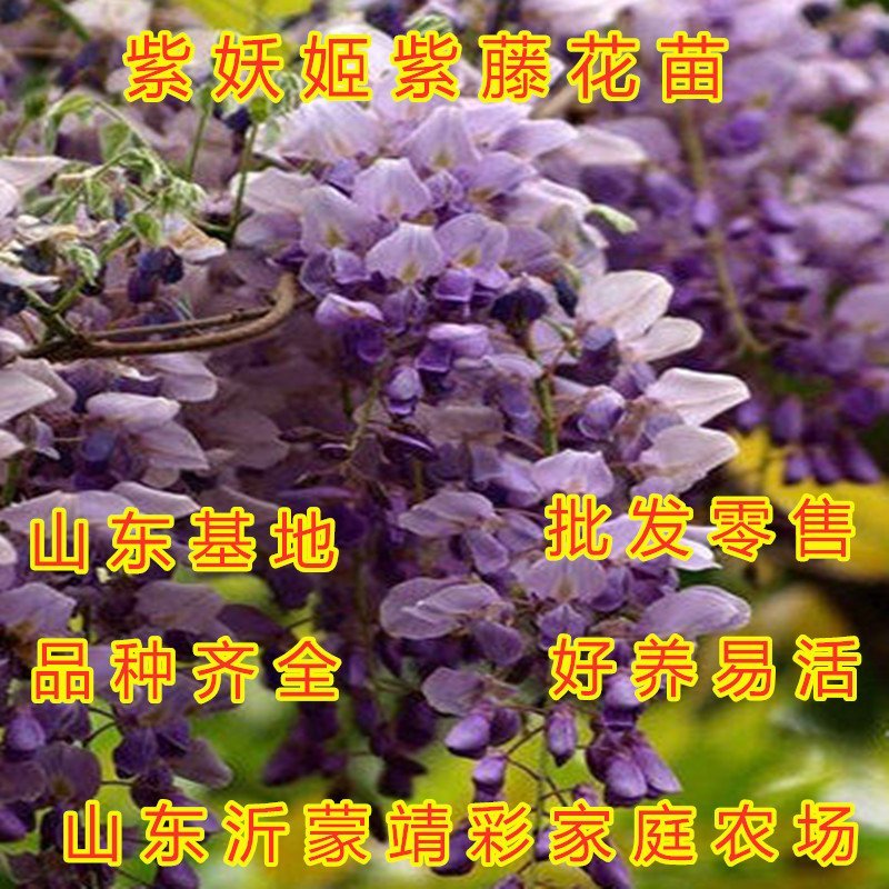 白玉紫藤苗南北方种植紫藤花园盆栽地栽爬藤快快治植物