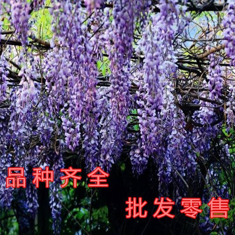 白玉紫藤苗南北方种植紫藤花园盆栽地栽爬藤快快治植物