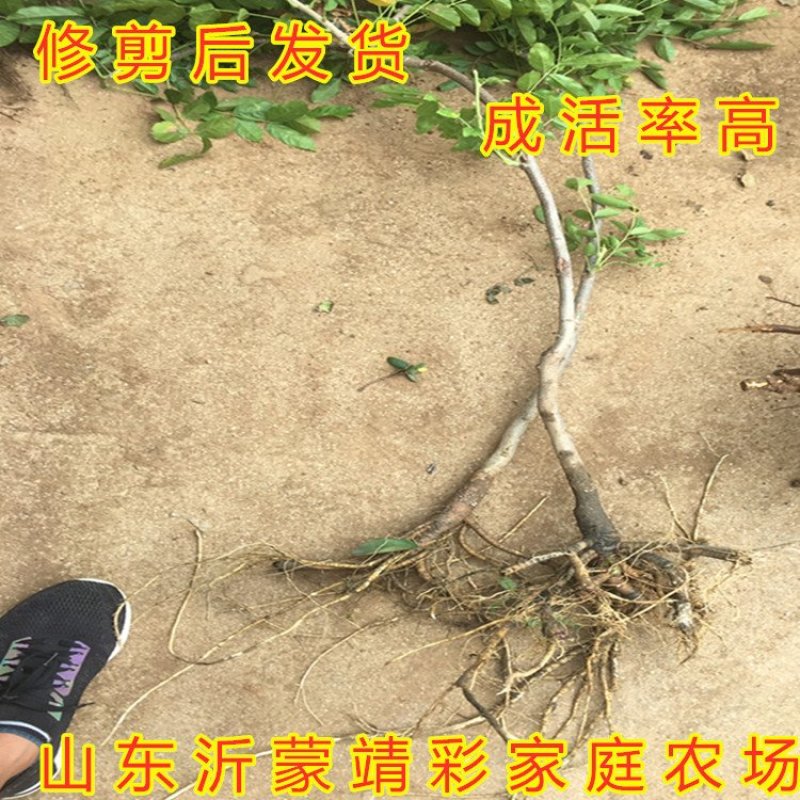 白玉紫藤苗南北方种植紫藤花园盆栽地栽爬藤快快治植物