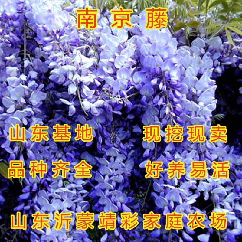 白玉紫藤苗南北方种植紫藤花园盆栽地栽爬藤快快治植物