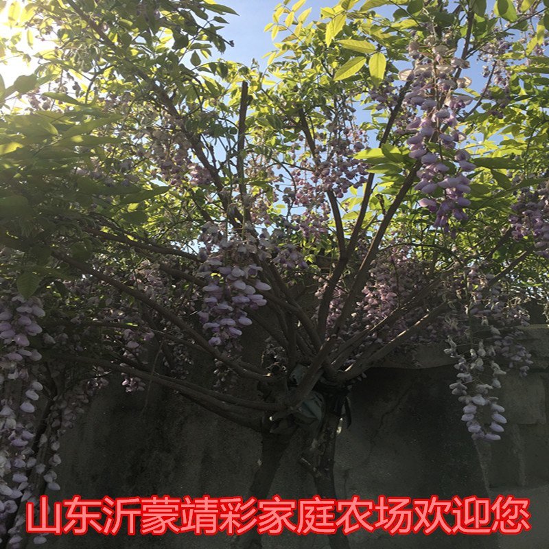 白玉紫藤苗南北方种植紫藤花园盆栽地栽爬藤快快治植物