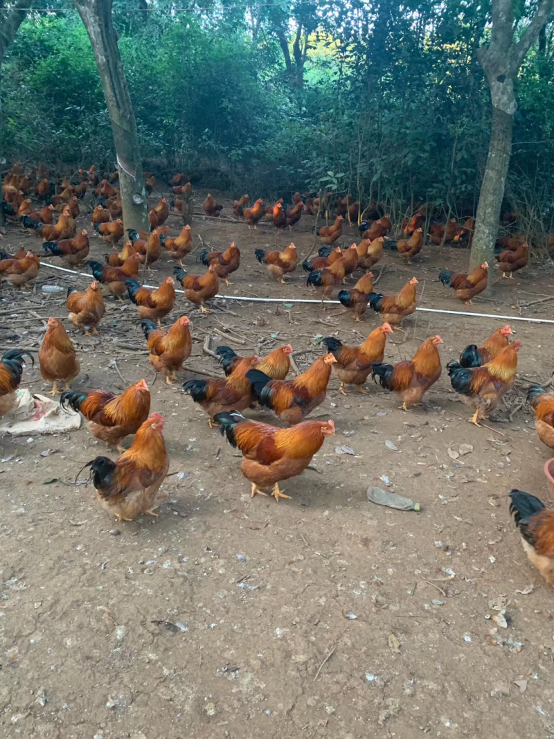 灵山土鸡苗，出厂接种疫苗，全国发货，包路损失
