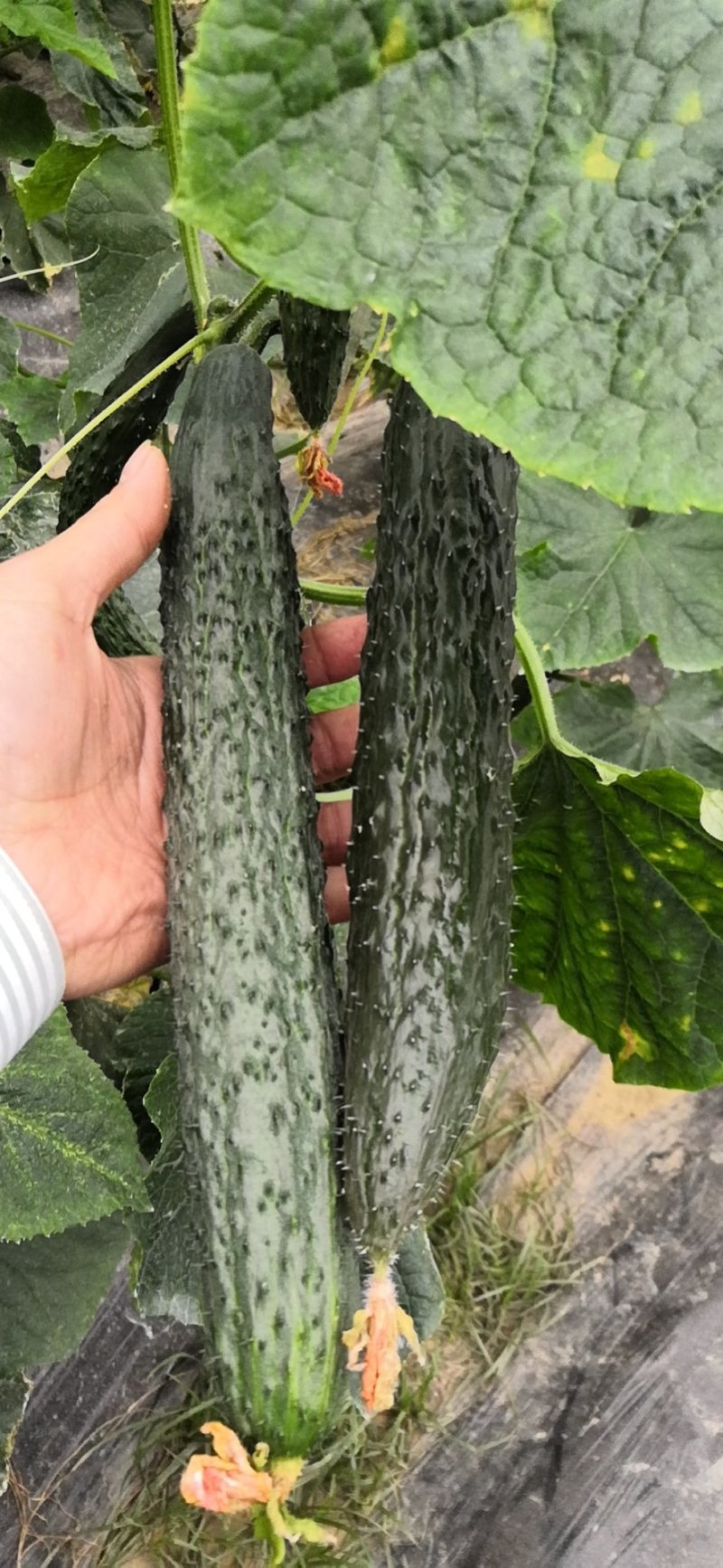 宁都黄瓜，青皮黄瓜大量上市