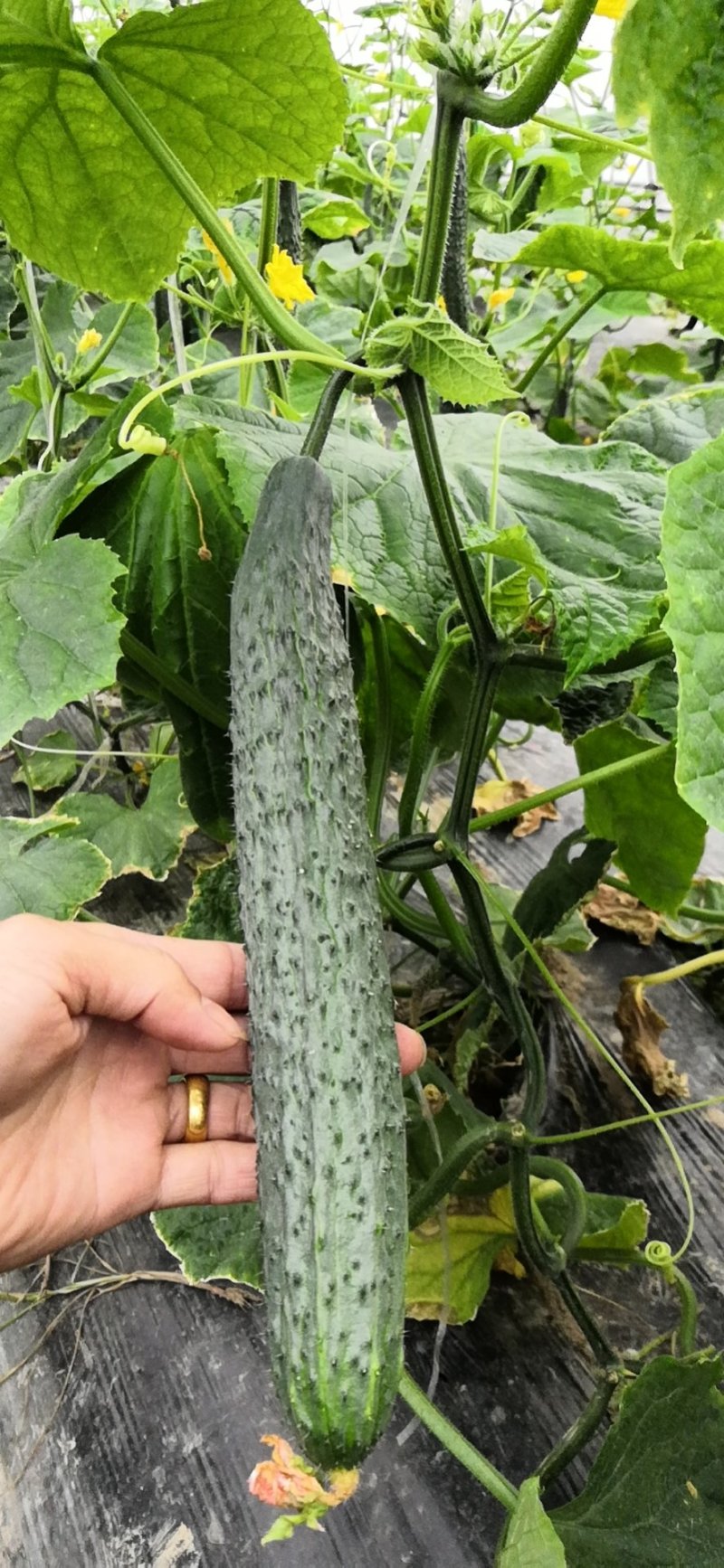 宁都黄瓜，青皮黄瓜大量上市