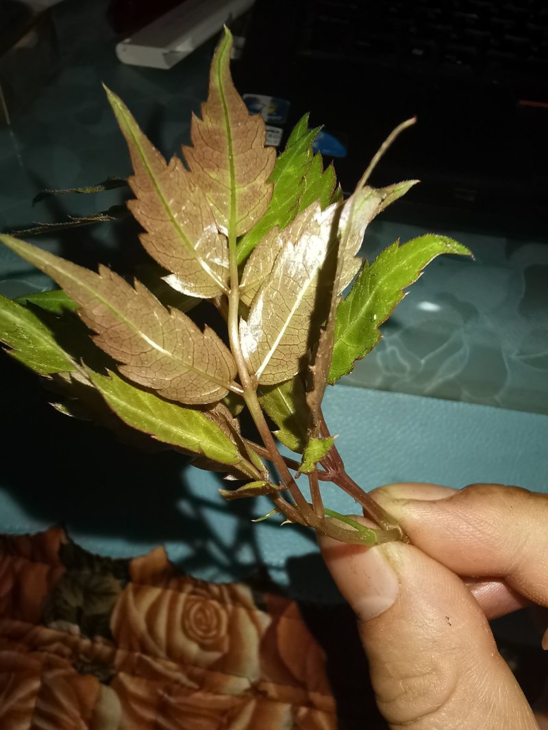 厂家直销，野生藤茶(湖南，广西，云南)，茶叶