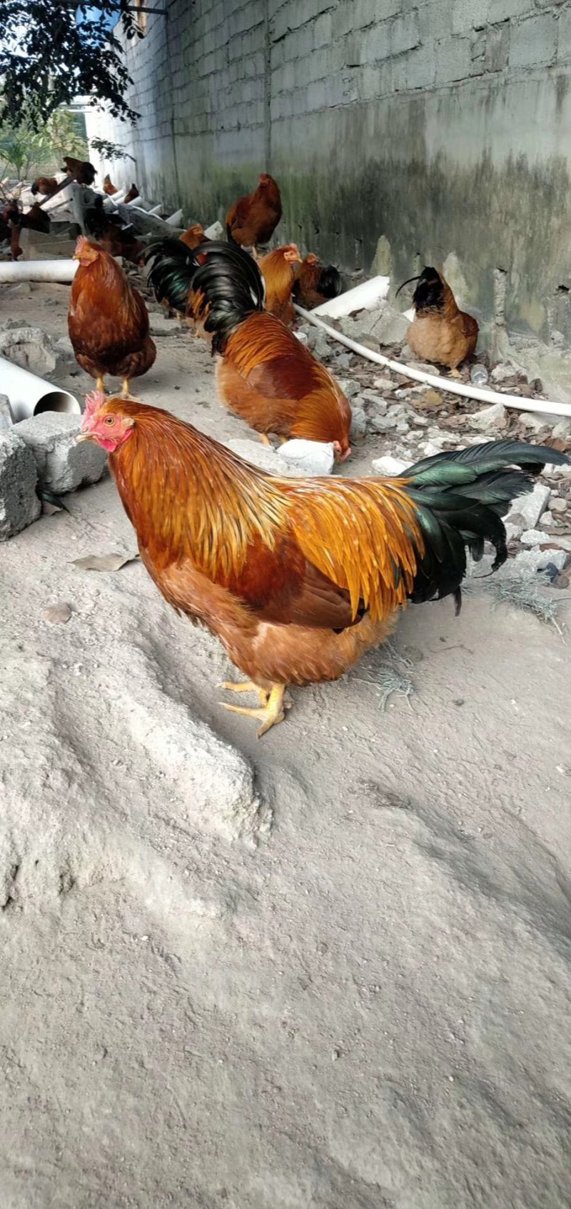 土鸡苗，黄脚，出厂疫苗马立克，路损包赔