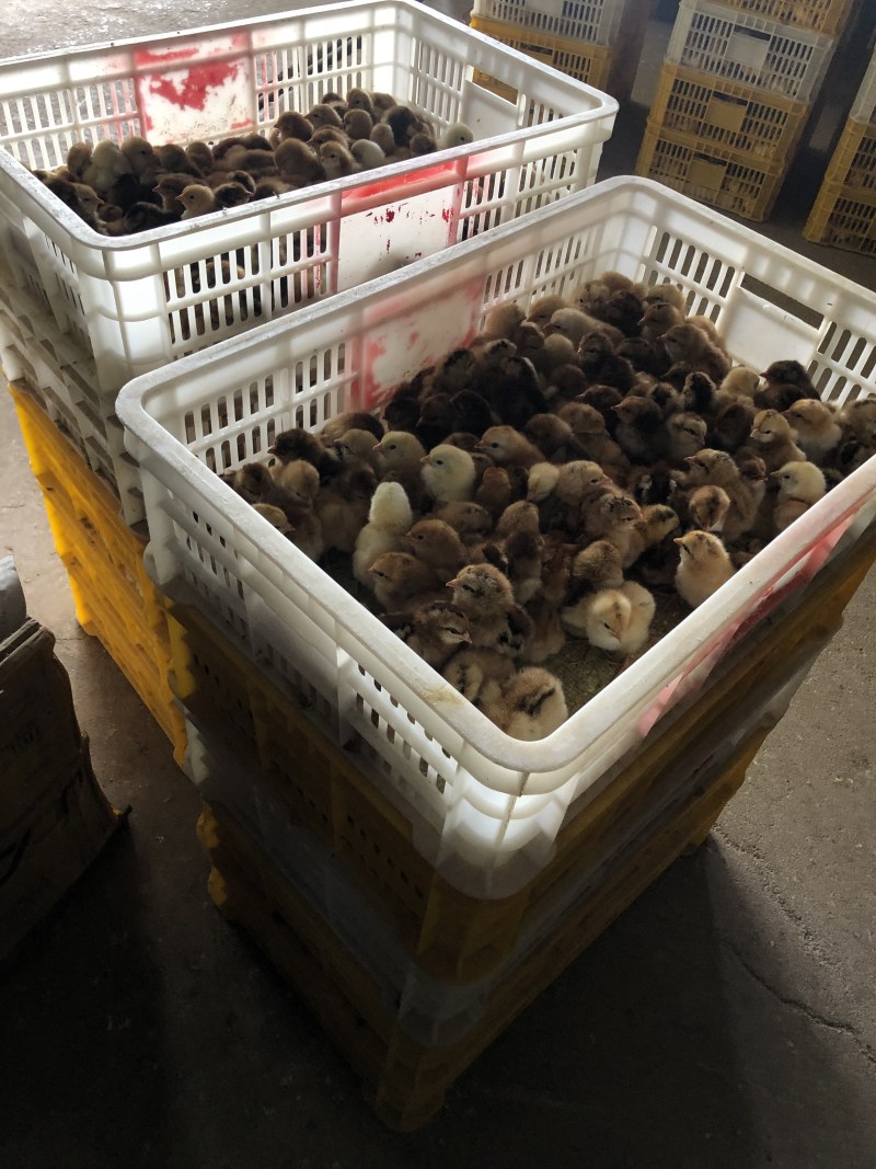 土鸡苗，黄脚，出厂疫苗马立克，路损包赔