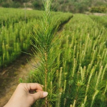 松树苗，造林优质苗