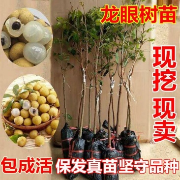 石硖苗龙眼苗嫁接苗