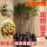 石硖苗龙眼苗嫁接苗