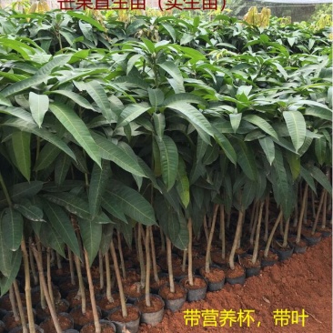 芒果苗芒果直生苗(实生苗)小营养杯优质芒果苗