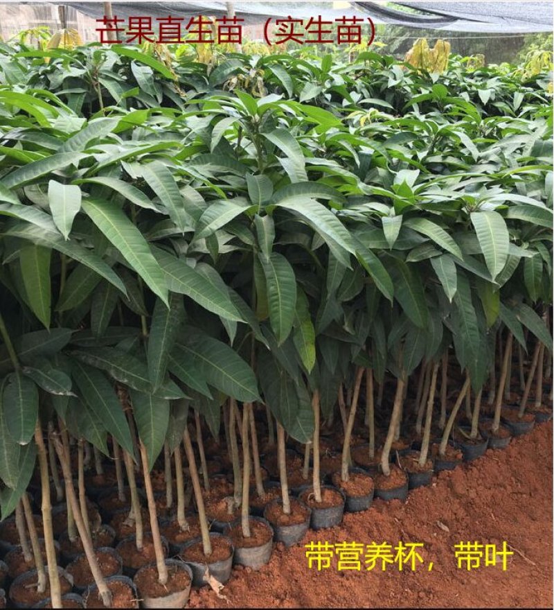芒果苗芒果直生苗(实生苗)小营养杯优质芒果苗