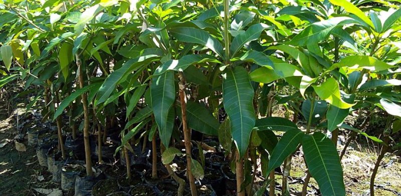 芒果苗芒果直生苗(实生苗)小营养杯优质芒果苗