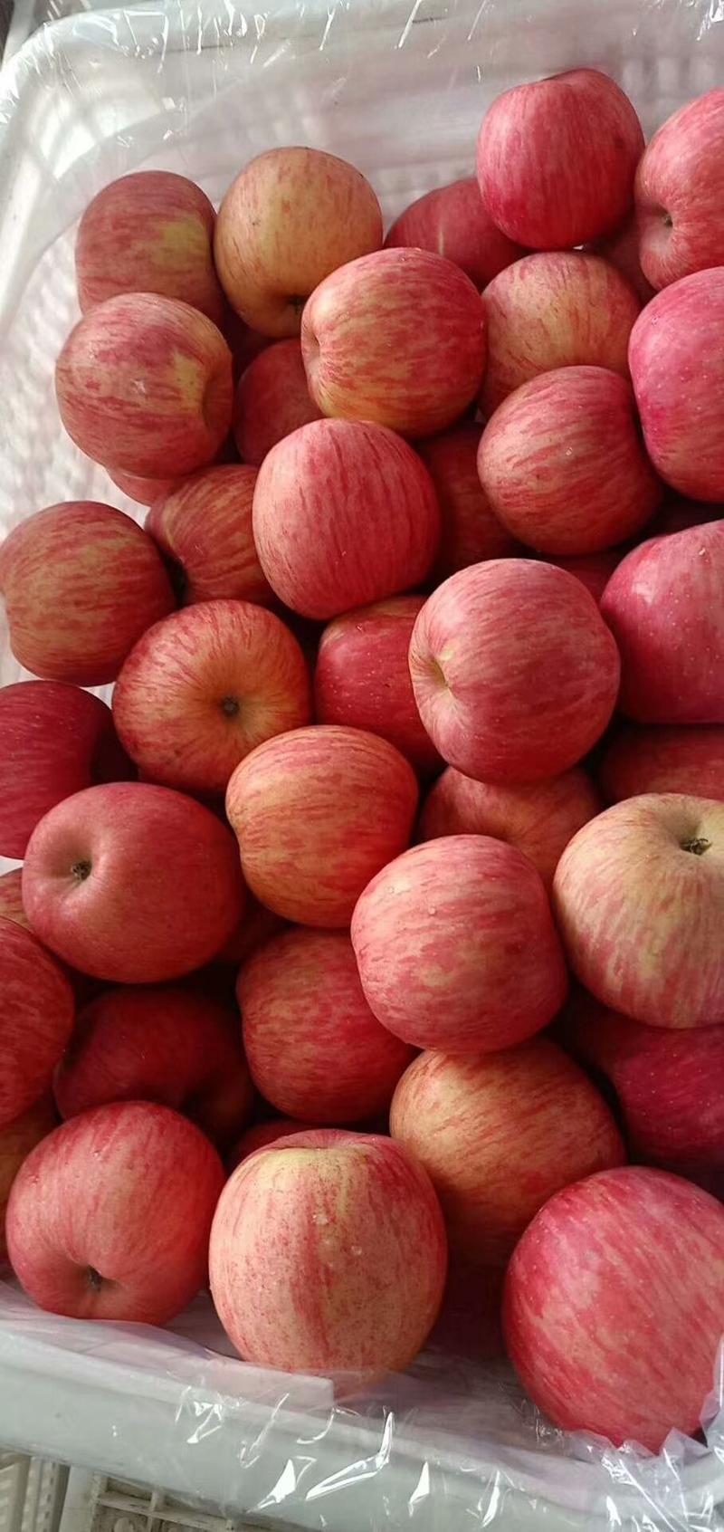 山东优质红富士苹果产地批发保质保量一手货源口感脆甜