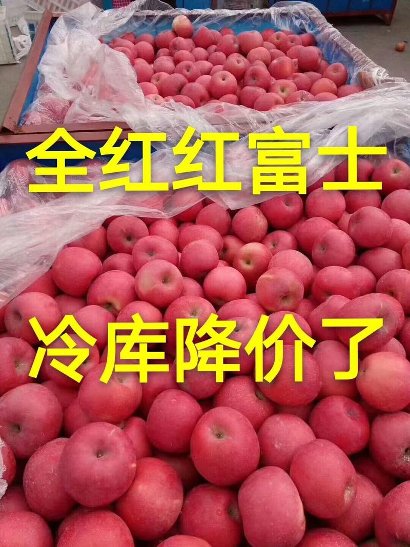 山东优质红富士苹果产地批发保质保量一手货源口感脆甜