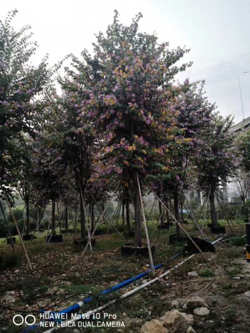 宫粉紫荆5-15CM乔木绿化树风景树