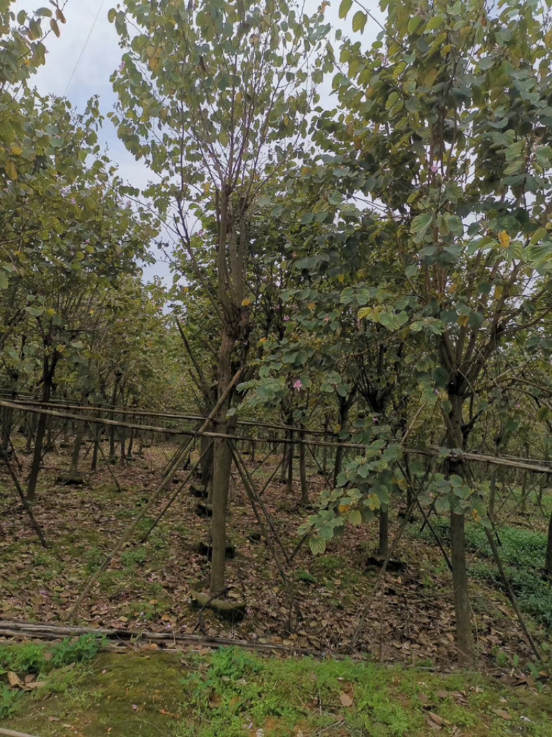 宫粉紫荆5-15CM乔木绿化树风景树