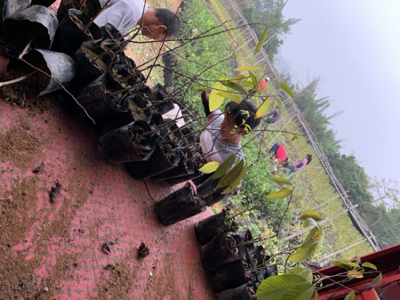 宫粉紫荆5-15CM乔木绿化树风景树