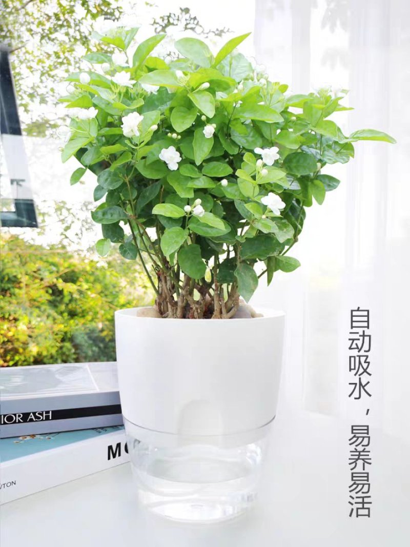 茉莉花盆栽地栽原土发货可放阳台，庭院