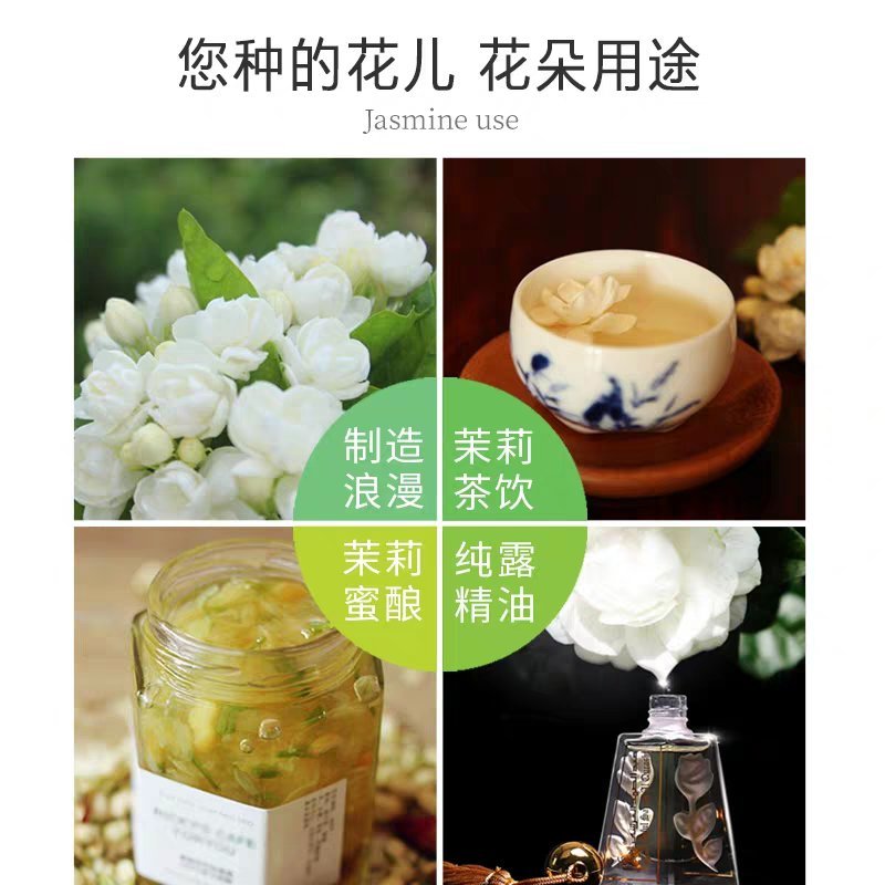 茉莉花盆栽地栽原土发货可放阳台，庭院
