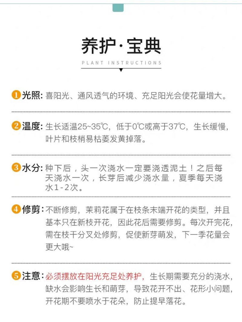 茉莉花盆栽地栽原土发货可放阳台，庭院