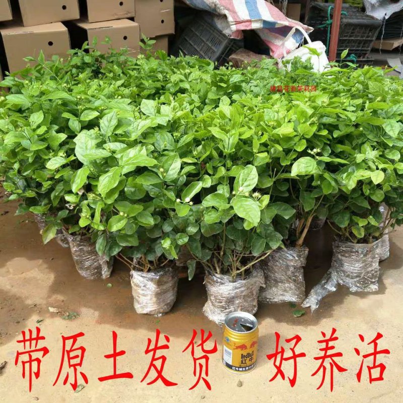 茉莉花盆栽地栽原土发货可放阳台，庭院
