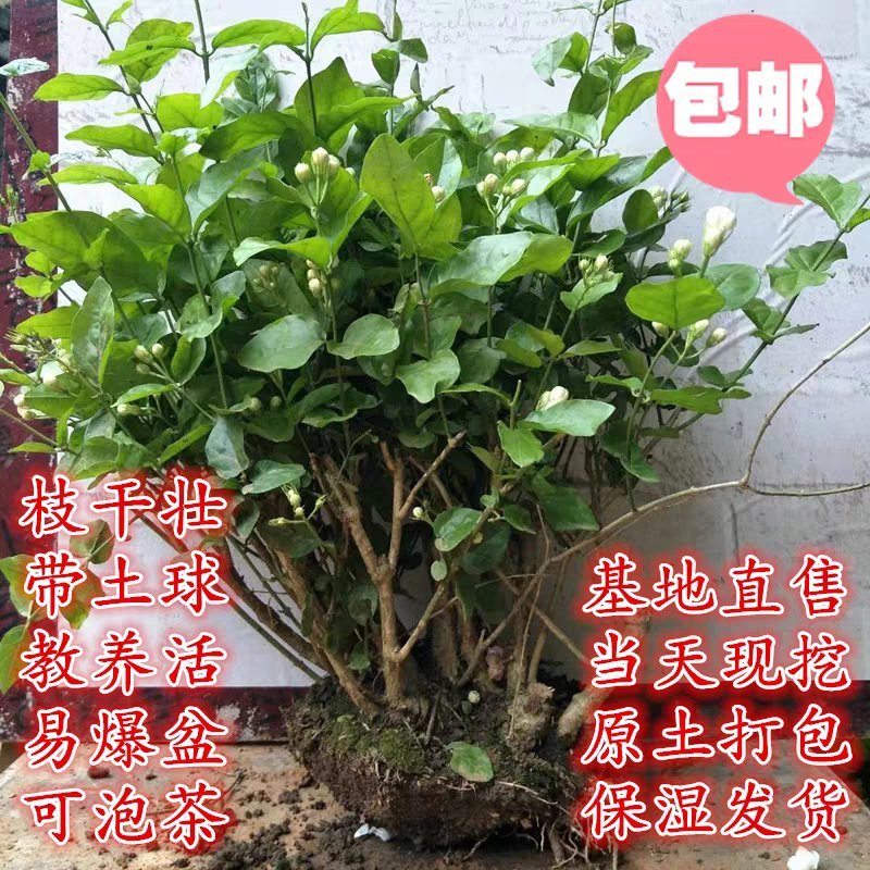 茉莉花盆栽地栽原土发货可放阳台，庭院