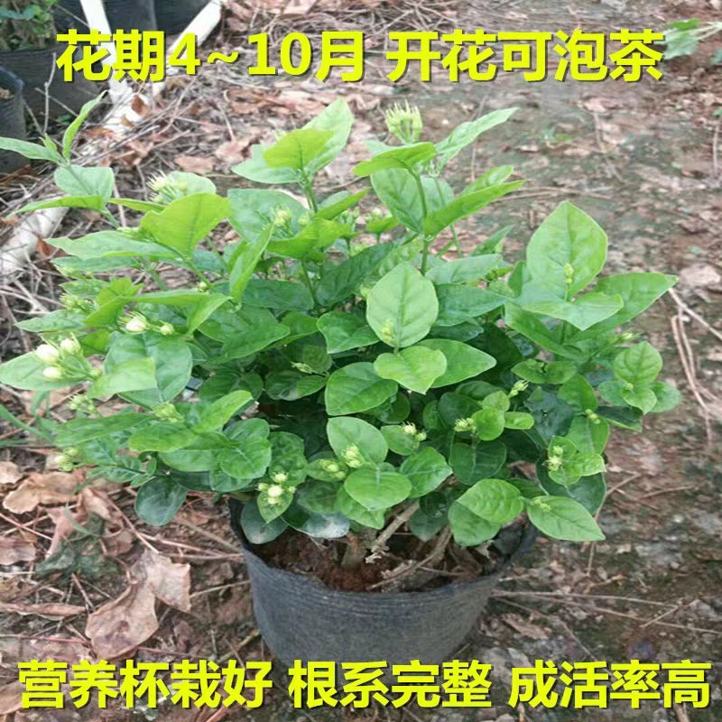 茉莉花盆栽地栽原土发货可放阳台，庭院