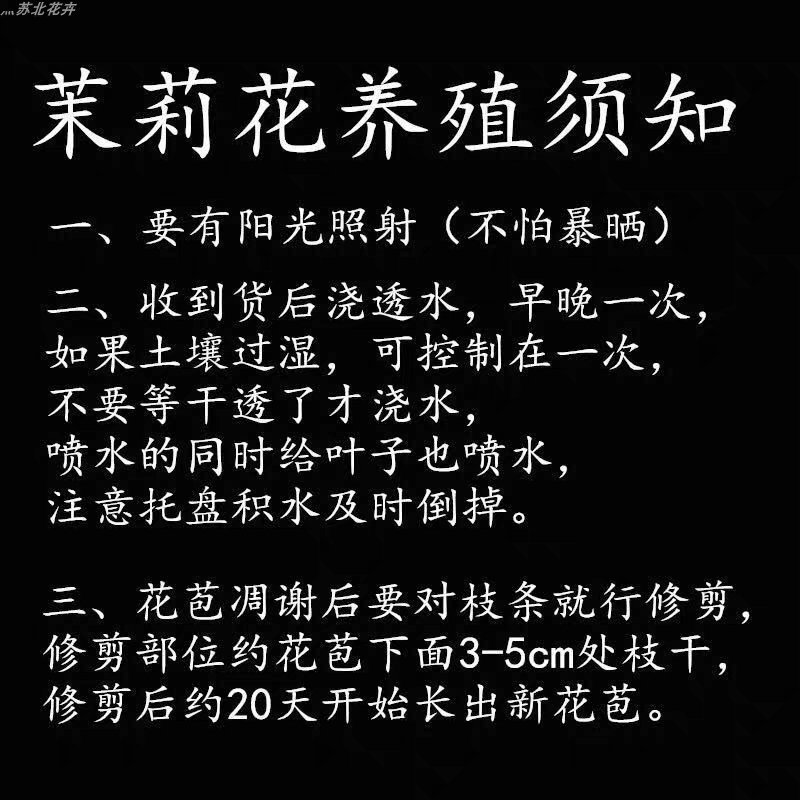 茉莉花盆栽地栽原土发货可放阳台，庭院