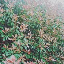 红叶石楠单杆丛生小苗常年供应各种规格的红叶石楠