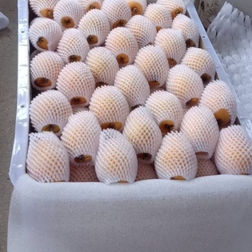 枇杷