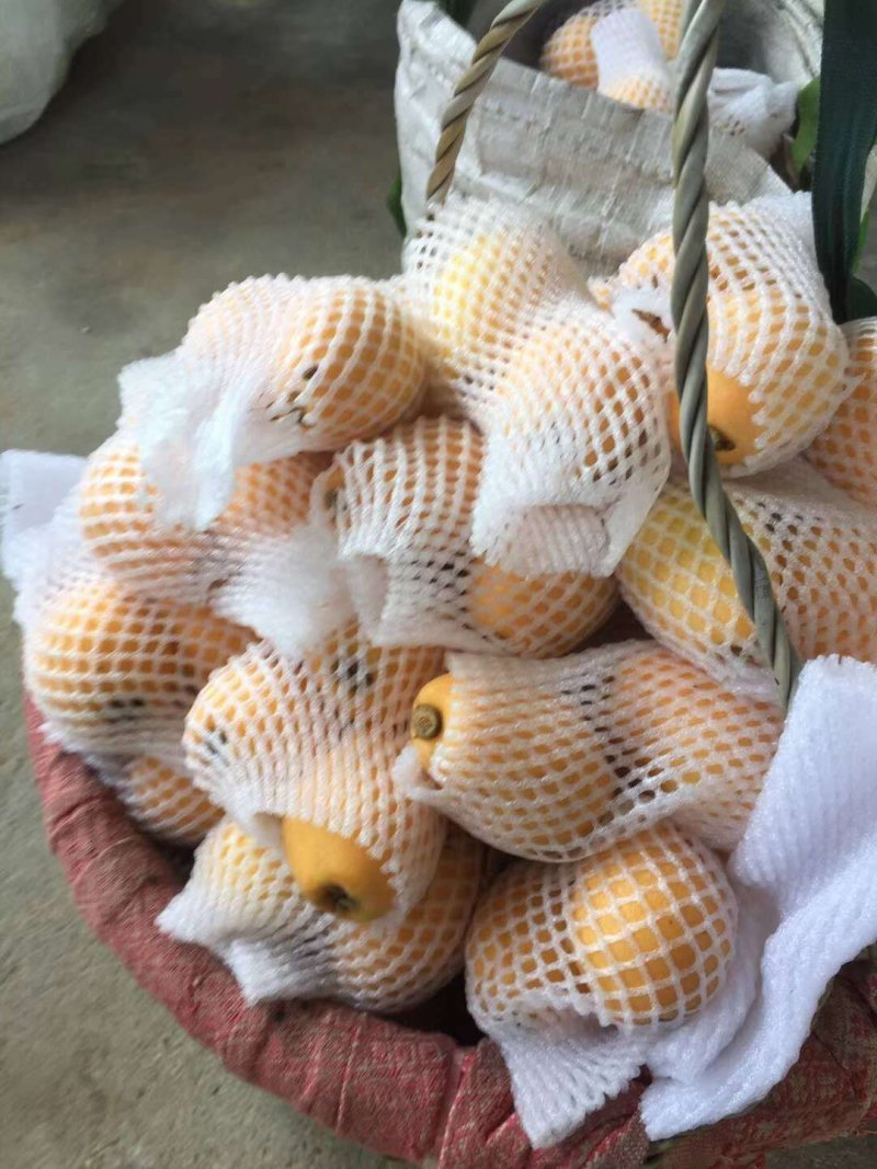枇杷