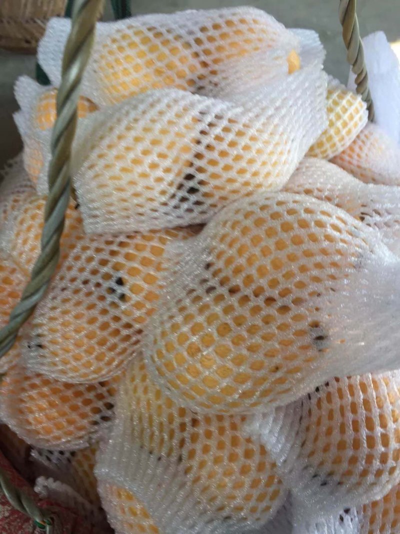 枇杷