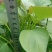 大量供脱毒商薯19，龙薯九号，西瓜红，红薯苗