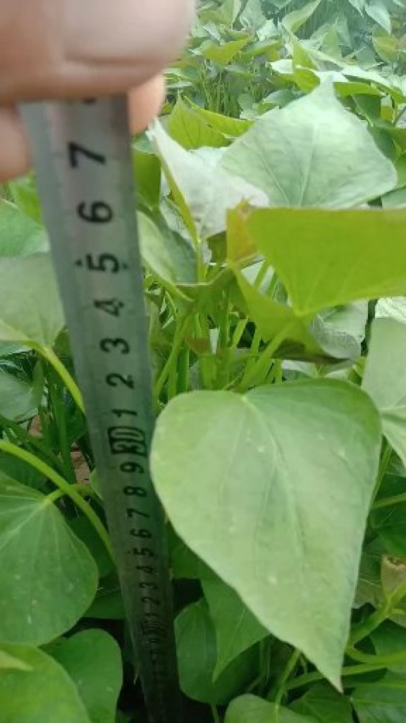 大量供脱毒商薯19，龙薯九号，西瓜红，红薯苗
