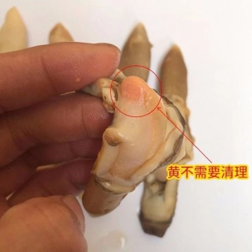 【热销】江苏连云港赣榆区蛏王肉无冰衣新鲜速冻蛏王肉竹节蛏