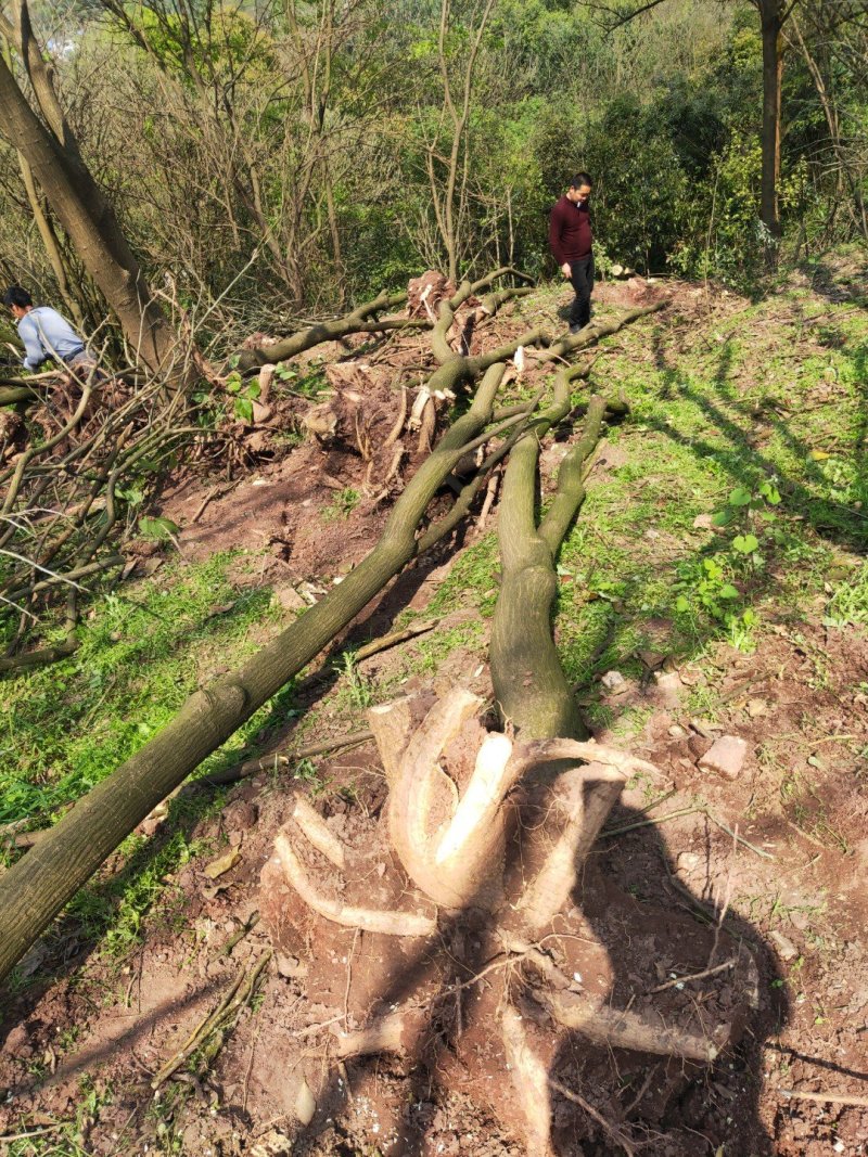 刺桐供应刺桐重庆市璧山区龙亮苗圃场常年供应各种绿化苗