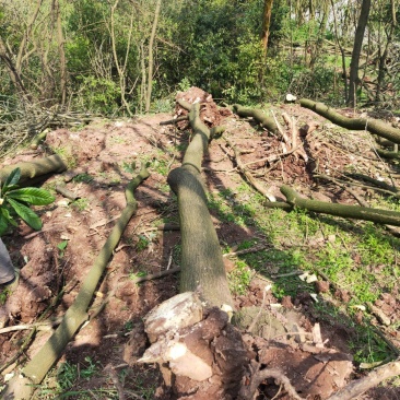 刺桐供应刺桐重庆市璧山区龙亮苗圃场常年供应各种绿化苗