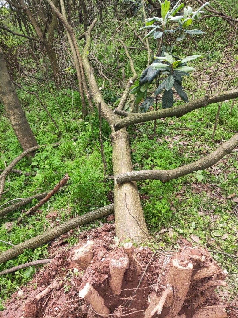刺桐供应刺桐重庆市璧山区龙亮苗圃场常年供应各种绿化苗
