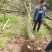 刺桐供应刺桐重庆市璧山区龙亮苗圃场常年供应各种绿化苗