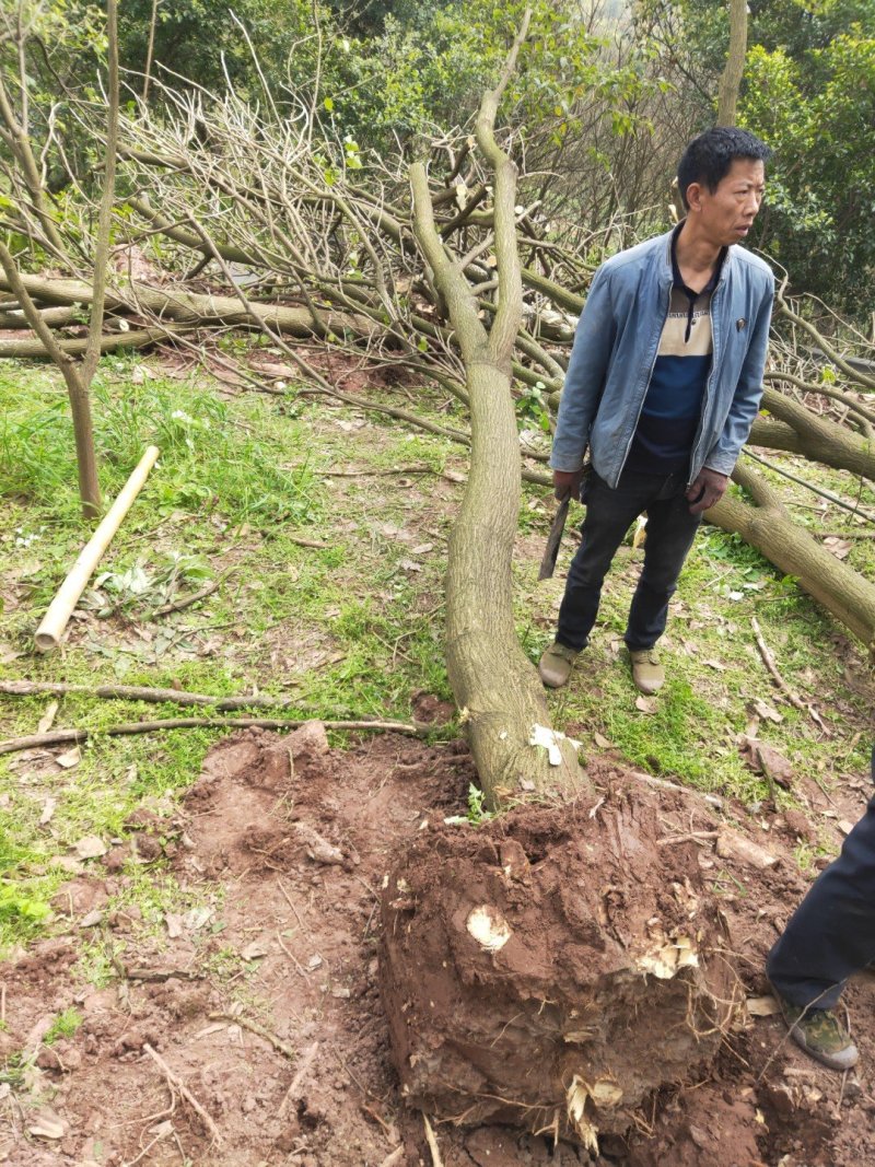 刺桐供应刺桐重庆市璧山区龙亮苗圃场常年供应各种绿化苗
