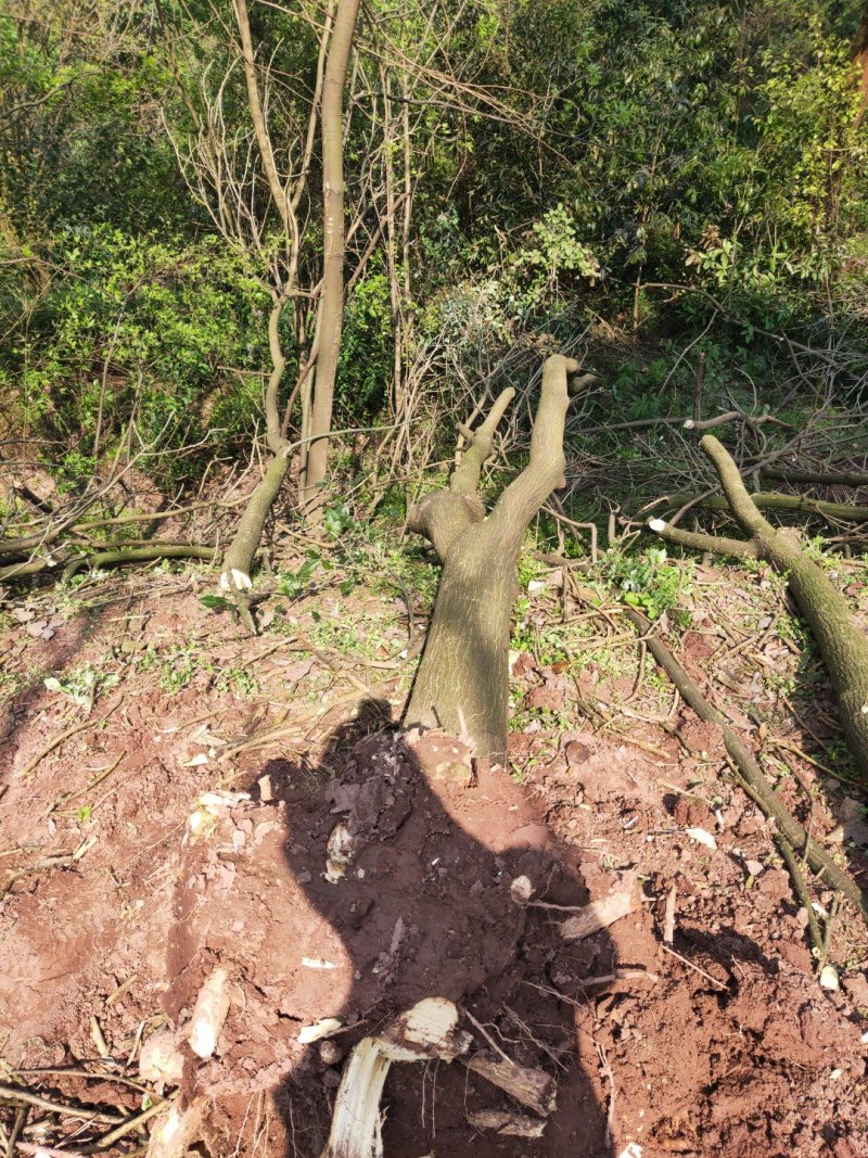 刺桐供应刺桐重庆市璧山区龙亮苗圃场常年供应各种绿化苗