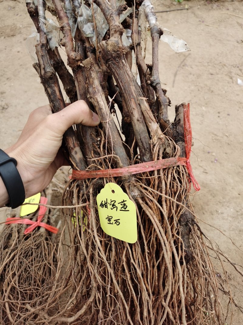 【热销纯正品种】甜蜜蓝宝石葡萄苗，可签订购苗合同