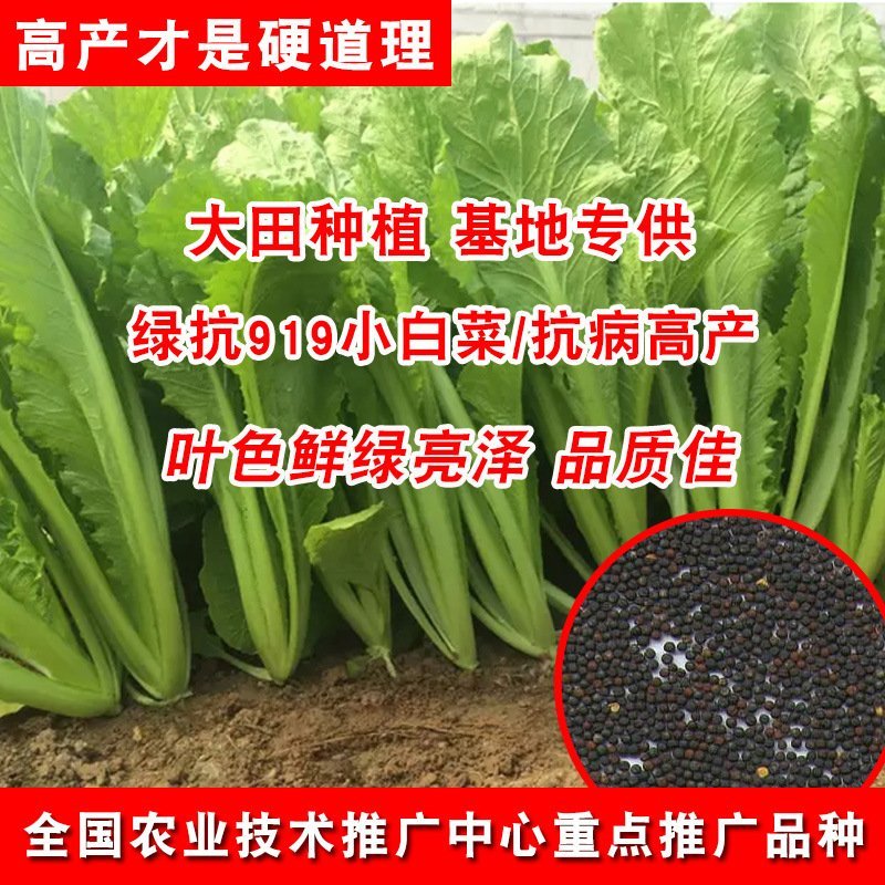 青梗无毛小白菜菜园基地蔬菜小白菜种子生长速度快高抗