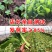 青梗无毛小白菜菜园基地蔬菜小白菜种子生长速度快高抗