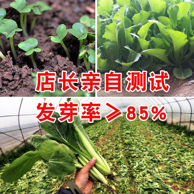 青梗无毛小白菜菜园基地蔬菜小白菜种子生长速度快高抗