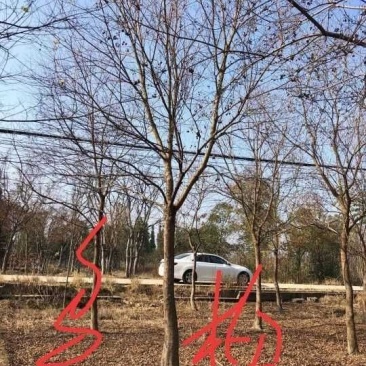 乌桕九江市柴桑区清风园林常年供应各种规格苗木