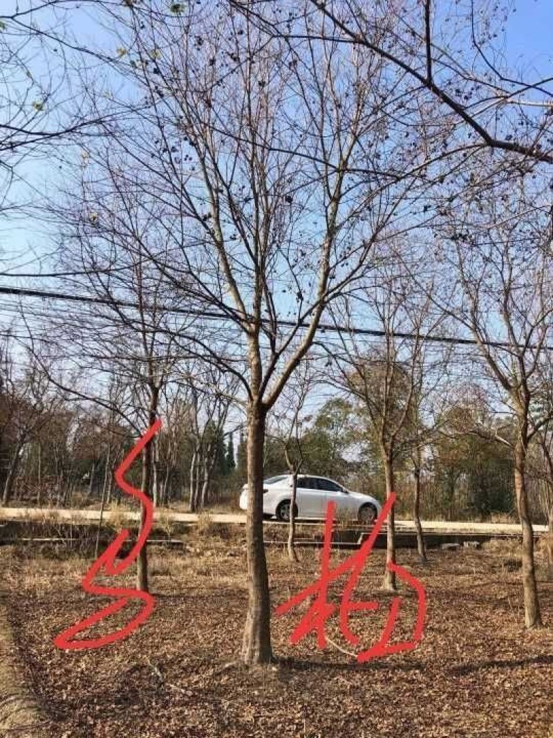 乌桕九江市柴桑区清风园林常年供应各种规格苗木