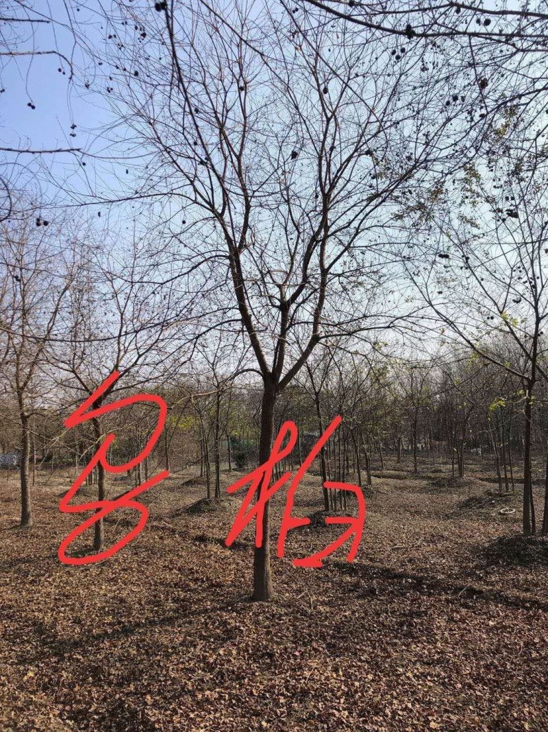 乌桕九江市柴桑区清风园林常年供应各种规格苗木
